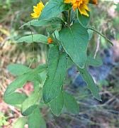 IMG_1553