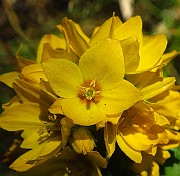 IMG_1558