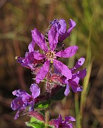 IMG_0009