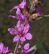 IMG_3448