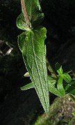 IMG_3807