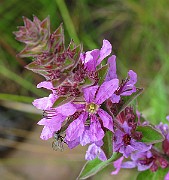 IMG_6679
