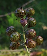 IMG_4370