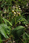 IMG_6975