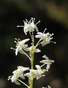 Maianthemum_bifolium3