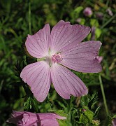 IMG_4747