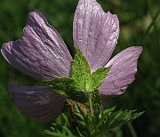 IMG_4759