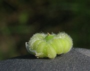 IMG_4764