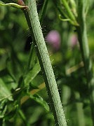 IMG_4772