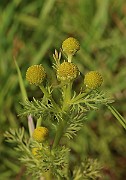 IMG_0450
