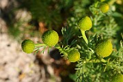 IMG_5814