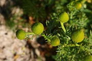 IMG_5815