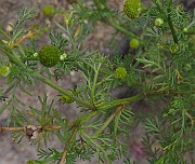 IMG_9355
