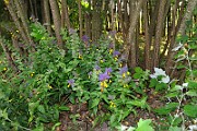 IMG_0829