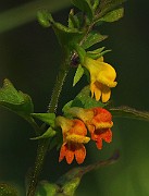IMG_5927