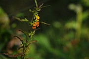 IMG_5929