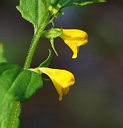 IMG_5942