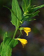 IMG_5943