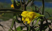 Melampyrum_sylvaticum4