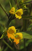 Melampyrum_sylvativum1
