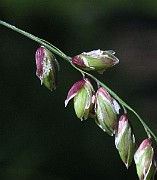 IMG_7059b