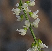 IMG_9385