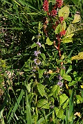 IMG_5995