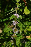 IMG_5996