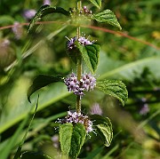 IMG_6001