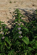 IMG_6058
