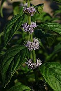 IMG_6059b