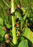 IMG_5614b