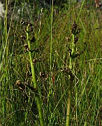 IMG_5615