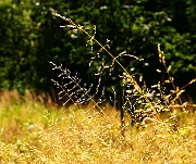 IMG_6039