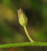 IMG_1696