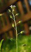 IMG_1698