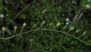 IMG_8386