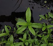 IMG_1347