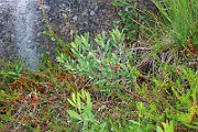 IMG_0530