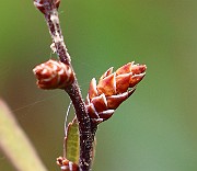 IMG_0532