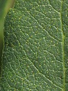 IMG_4715b