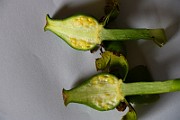 IMG_1038