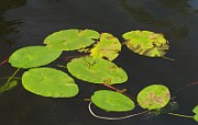 IMG_6986