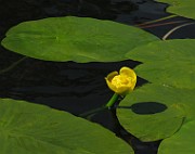 IMG_6988