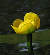 IMG_6991