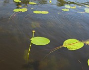 IMG_6994