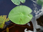 P1040247