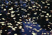 IMG_0082