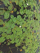 IMG_5096