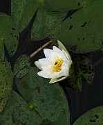 IMG_5098